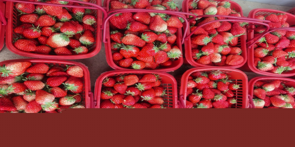 踏青摘草莓，喜慶“三八”節