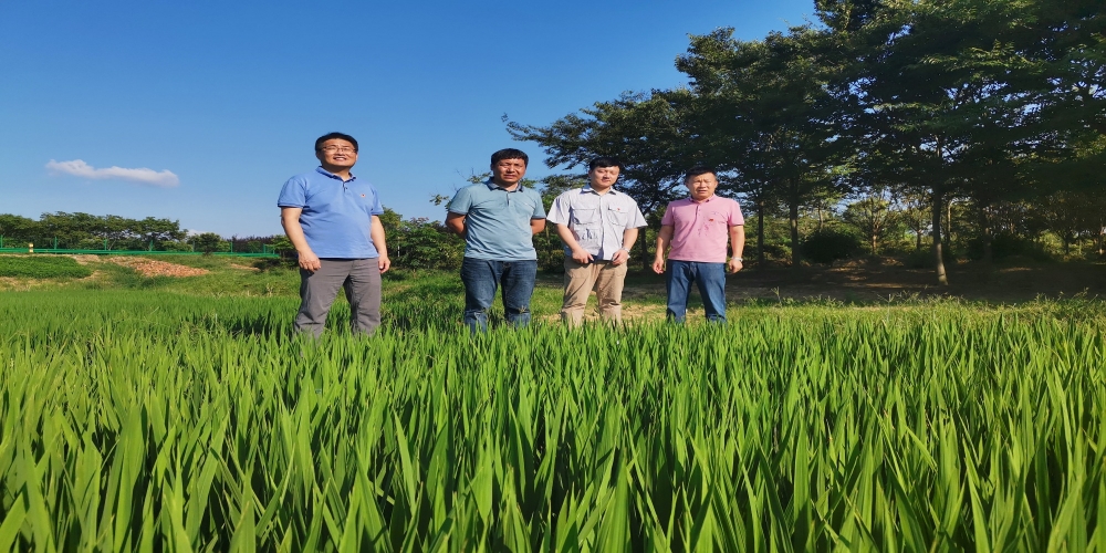 綠葉集團領導到小廟苗圃基地檢查指導工作